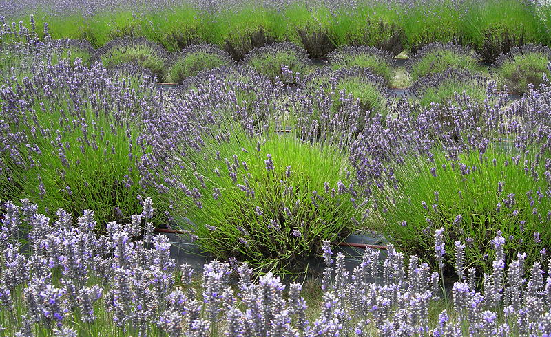 San Juan Island lavender field. Photo by Alex Shapiro.